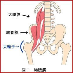 腸腰筋(骨盤に着いている筋肉1)