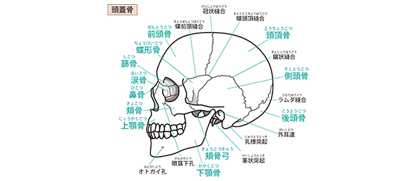 小顔矯正に効果的な頭蓋骨の縫合図