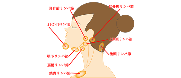 リンパの流れを促進して小顔効果