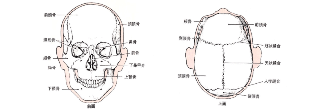 縫合へのアプローチで小顔に